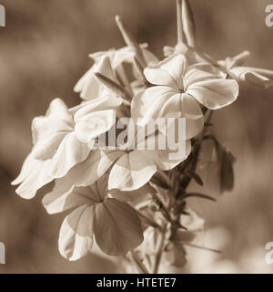 Plumbago flowers background - Tenerife, Espagne Banque D'Images