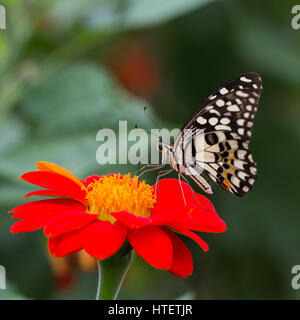 Papillon de chaux sur un tournesol mexicain Banque D'Images