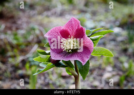 Une seule tige et fleur d'un nigerwith rose Helleborus un arrière-plan flou Banque D'Images