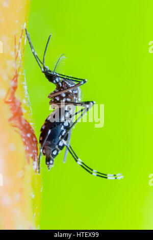 Mosquito sur fond vert Banque D'Images