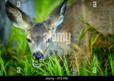 Fawn à Waterton National Park, Canada Banque D'Images
