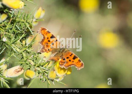 Comma butterfly (Polygonia c-album) sur les fleurs d'ajoncs colorés - récemment émergé de l'hibernation Banque D'Images