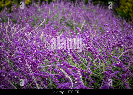 Salvia bleu fleurs violettes Banque D'Images