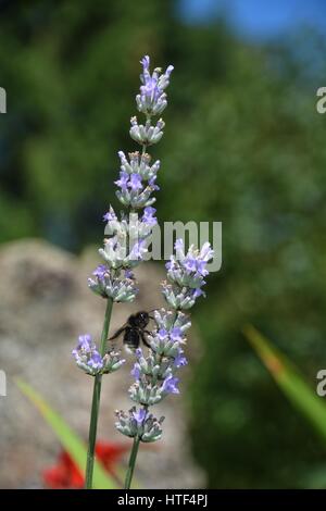 Lavande lilas lumineux - fleurs dans le jardin verdoyant avec bumblebee ( Lavandula angustifolia ) Banque D'Images