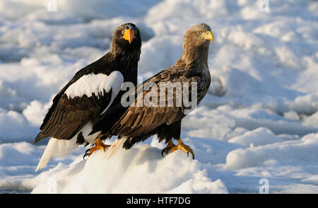 L'aigle de mer de Steller et le Pygargue à queue blanche ensemble sur les glaces dérivantes dans le détroit de Nemuro à l'extrême la plupart des Nord-est de Hokkaido. Le Japon. Banque D'Images