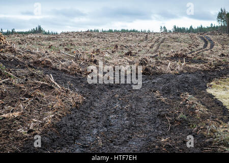 Une piste boueuse harvester mène à travers un site de coupe à blanc des forêts en Ecosse, près d'Inverness après les opérations forestières. Banque D'Images