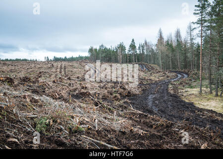 Une piste boueuse harvester mène à travers un site de coupe à blanc des forêts en Ecosse, près d'Inverness après les opérations forestières. Banque D'Images