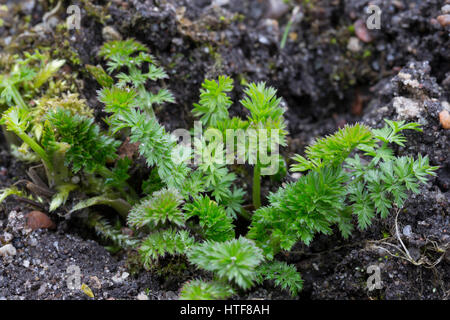 Wiesen-Kümmel Wiesenkümmel Kümmel,,, Blatt, Blätter vor der Blüte, Carum carvi, cumin, Cumin Banque D'Images