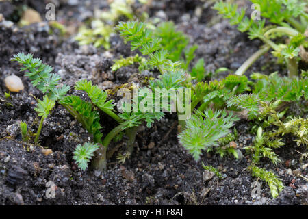 Wiesen-Kümmel Wiesenkümmel Kümmel,,, Blatt, Blätter vor der Blüte, Carum carvi, cumin, Cumin Banque D'Images