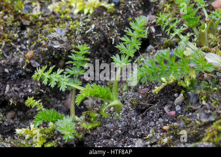 Wiesen-Kümmel Wiesenkümmel Kümmel,,, Blatt, Blätter vor der Blüte, Carum carvi, cumin, Cumin Banque D'Images