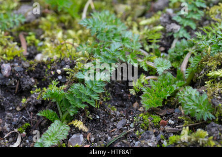 Wiesen-Kümmel Wiesenkümmel Kümmel,,, Blatt, Blätter vor der Blüte, Carum carvi, cumin, Cumin Banque D'Images