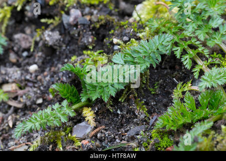 Wiesen-Kümmel Wiesenkümmel Kümmel,,, Blatt, Blätter vor der Blüte, Carum carvi, cumin, Cumin Banque D'Images