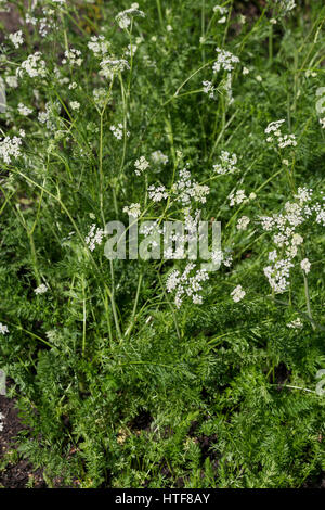 Wiesen-Kümmel Wiesenkümmel Kümmel,,, Carum carvi, cumin, Cumin Banque D'Images