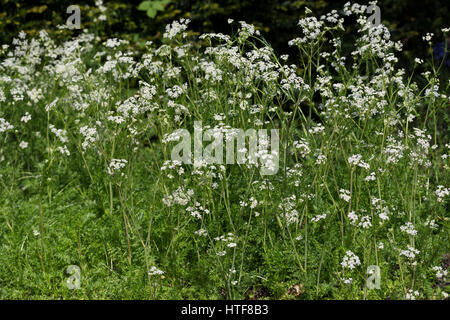 Wiesen-Kümmel Wiesenkümmel Kümmel,,, Carum carvi, cumin, Cumin Banque D'Images