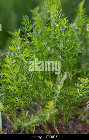 Wiesen-Kümmel Wiesenkümmel Kümmel,,, Blatt, Blätter vor der Blüte, Carum carvi, cumin, Cumin Banque D'Images