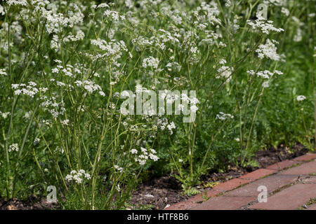 Wiesen-Kümmel Wiesenkümmel Kümmel,,, Carum carvi, cumin, Cumin Banque D'Images