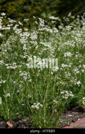 Wiesen-Kümmel Wiesenkümmel Kümmel,,, Carum carvi, cumin, Cumin Banque D'Images