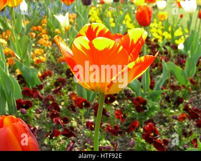 Printemps tulipe fleurs fleurit au parc Sigurtà, Veneto, Italie Banque D'Images