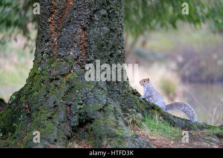 Un écureuil gris reposant à la base de l'arbre tronc Vue de côté l'est forestiers Sciurus carolinensis Amérique du Nord European Espèces envahissantes Banque D'Images