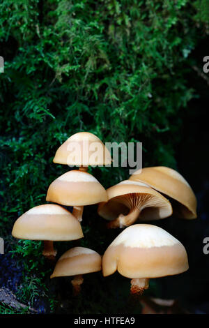 Un groupe d'Hypholoma fasciculare ou touffe de soufre champignons poussant sur un arbre tombé avec green litchen dans l'arrière-plan Banque D'Images