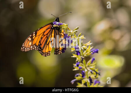 Monarch Butterfly Gathering Nectar de Salvia avec Violet Selective Focus Banque D'Images