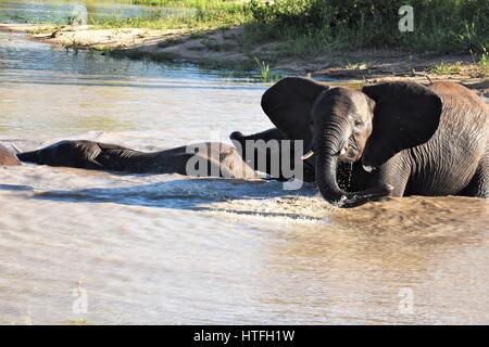 Les petits éléphants jouant dans l'eau de l'Afrique du Sud des sables bitumineux Sabli Banque D'Images