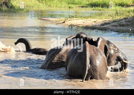 Les petits éléphants jouant dans l'eau de l'Afrique du Sud des sables bitumineux Sabli Banque D'Images