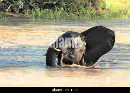 Les petits éléphants jouant dans l'eau de l'Afrique du Sud des sables bitumineux Sabli Banque D'Images