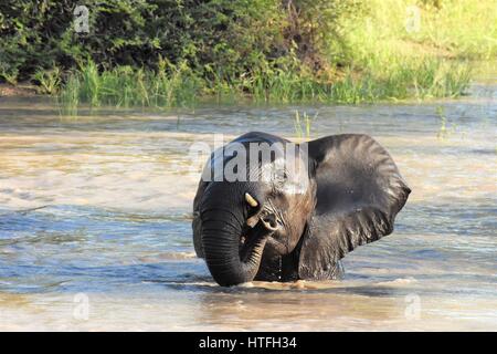 Les petits éléphants jouant dans l'eau de l'Afrique du Sud des sables bitumineux Sabli Banque D'Images