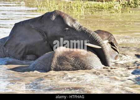 Les petits éléphants jouant dans l'eau de l'Afrique du Sud des sables bitumineux Sabli Banque D'Images