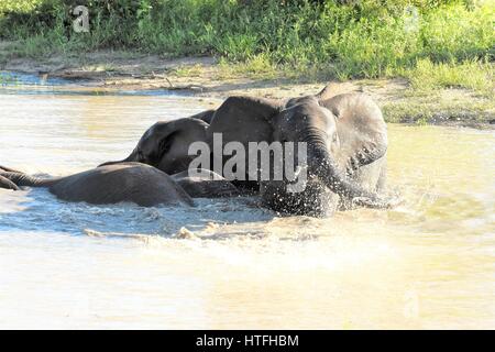 Les petits éléphants jouant dans l'eau de l'Afrique du Sud des sables bitumineux Sabli Banque D'Images