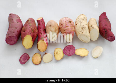 La patate douce La diversité sur fond blanc, en bonne santé et riche en fibres, vitamines, minéraux et d'amidon de céréales, absorber toxine, bon pour le système digestif Banque D'Images