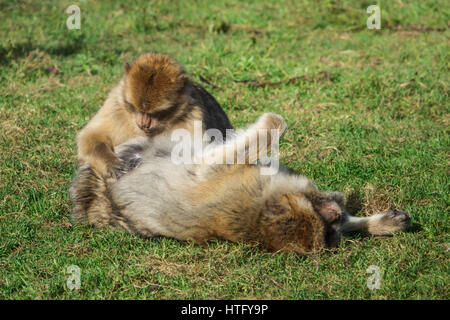 Les singes Macaques de Barbarie Grooming Banque D'Images