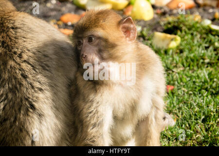 Jeune singe macaque de Barbarie Banque D'Images