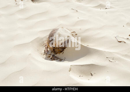 La noix de coco avec du sable fin par le vent sur la plage de Bamburi au Kenya Banque D'Images