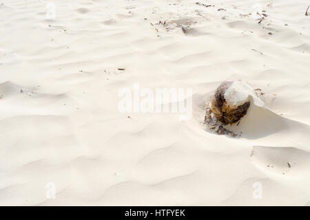 La noix de coco avec du sable fin par le vent sur la plage de Bamburi au Kenya Banque D'Images