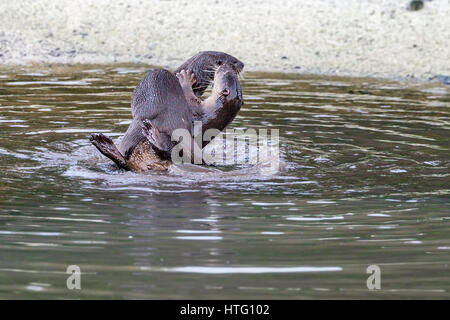 Bon, la loutre (Cerdocyon perspicillata) dans l'habitat de mangrove, Singapour Banque D'Images