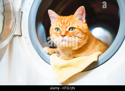 Cute cat rouge dans la machine à laver. Banque D'Images