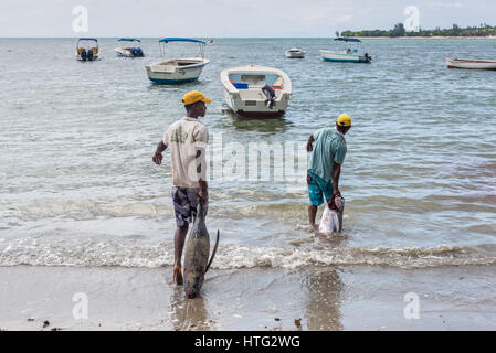 Tamarin, Ile Maurice - le 10 décembre 2015 : les pêcheurs tirant gros thon poisson en mer pour le lavage de la plage de Tamarin à l'Ile Maurice. Banque D'Images