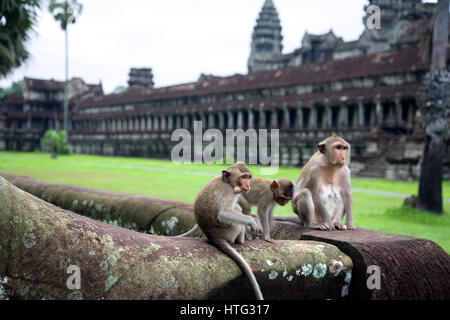 Des singes dans les temples d'Angkor Wat. Le Cambodge, l'Asie Banque D'Images