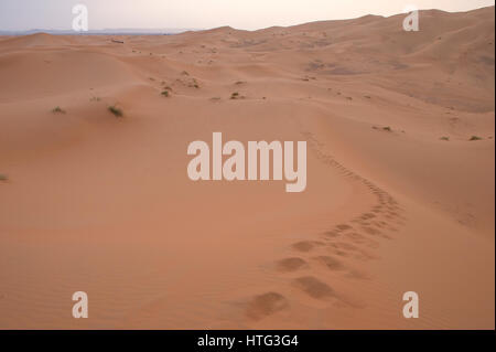 Une piste d'empreintes de pas dans les dunes de sable du désert du Sahara au Maroc, l'Afrique du Nord Banque D'Images
