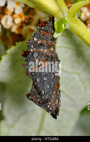 Camberwell Beauty butterfly (Nymphalis antiopa) chrysalis Banque D'Images