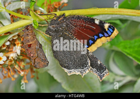 Camberwell Beauty butterfly (Nymphalis antiopa) à côté de chrysalide vide Banque D'Images