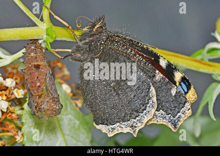 Camberwell Beauty butterfly (Nymphalis antiopa) à côté de chrysalide vide Banque D'Images