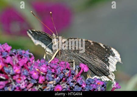 Camberwell Beauty Butterfly (Nymphalis antiopa) se nourrissent d'une fleur de buddleia Banque D'Images