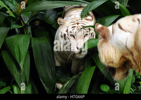 Tigre blanc Banque D'Images