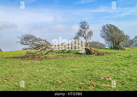 Un arbre isolé, sur une colline, pulsé sur dans le vent fort Banque D'Images