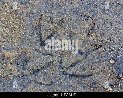 Canada bon empreintes dans le sable humide Banque D'Images