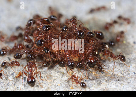 L'essaimage des fourmis sur un cracker scrap pour l'alimentation. Banque D'Images