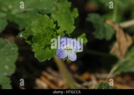 Véronique inox marquetterie ou champ commun speedwell nom Latin veronica persica, également connu sous le nom de Perse, oiseau, ou d'hiver speedwell en Italie par Ruth Swan Banque D'Images